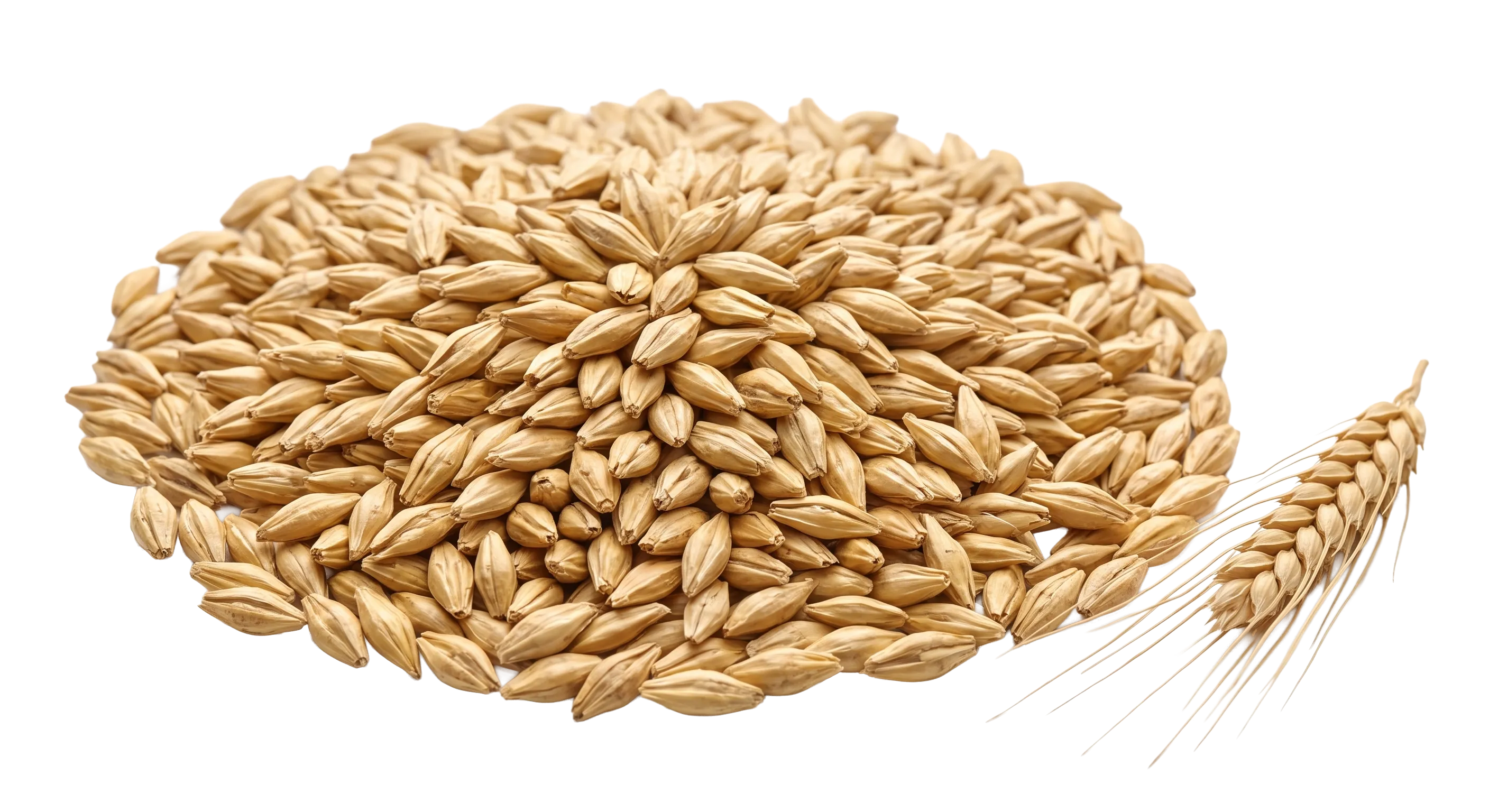 Braugerste